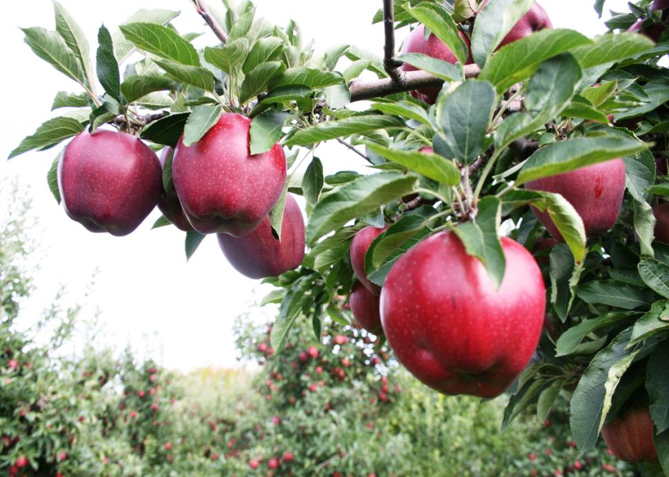 the-apple-farm-apple-closeup