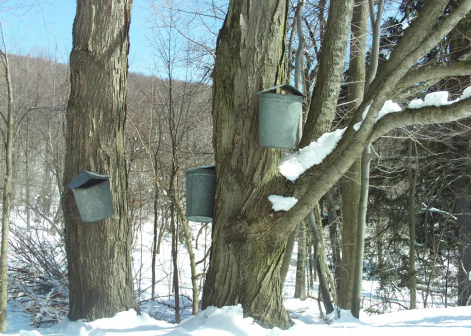 cumming-nature-center-buckets-trees