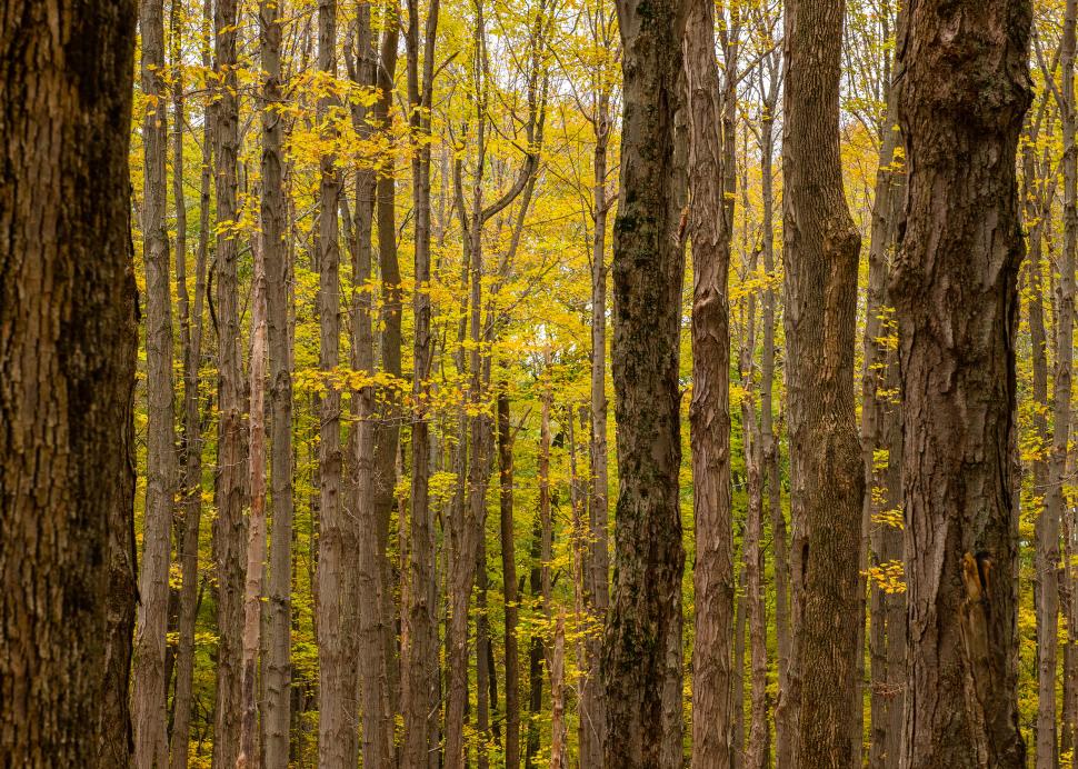 Photo of trees inside of the Harriet Hollister State Rec Area