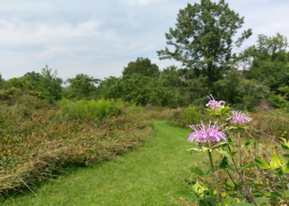 Photo of flowers and foliage that can be found at the Kashong Conservation Area in Geneva