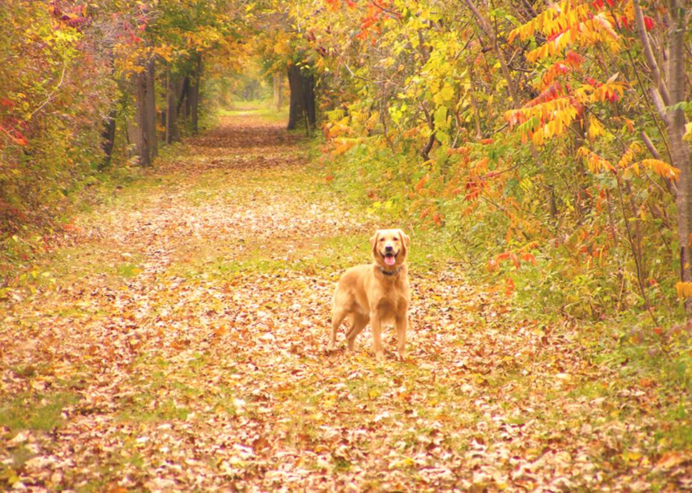 A dog poses for a photo while on a hike on the Ontario Pathways Trails