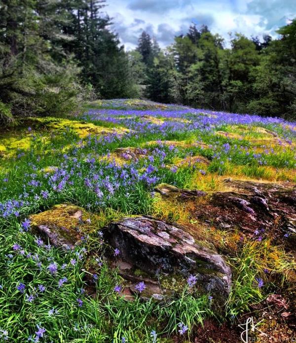 5 Spring Wildflower Hikes Near Vancouver Washington There are flowers scattered in rooms 1, 3, and 8. 5 spring wildflower hikes near