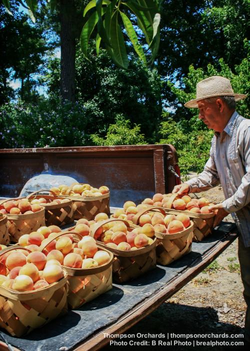 Peach Orchard