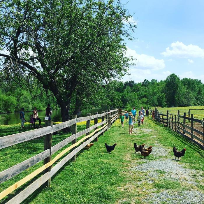 Piedmont Farm Tour at Woodcrest Farm
