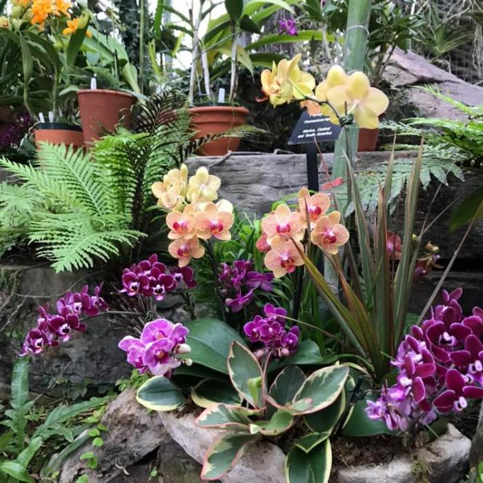 Nicholas Conservatory orchids