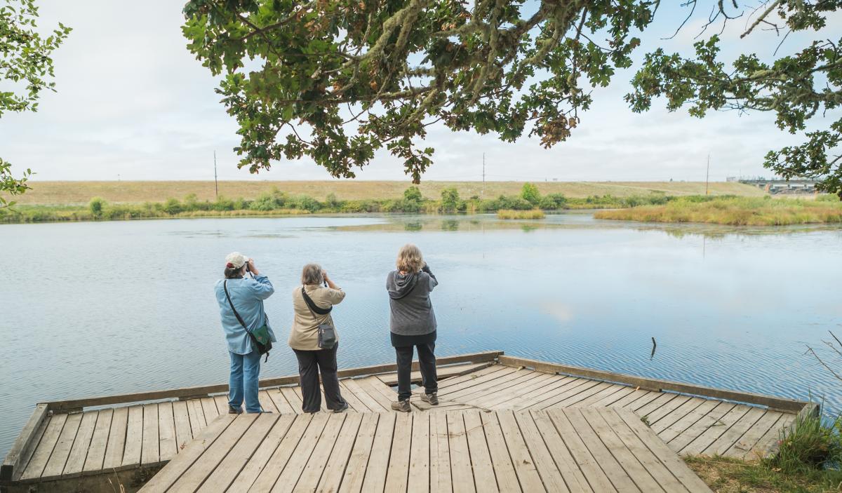 Birding at Fern Ridge by Michael Sherman Birding at Fern Ridge by Michael Sherman