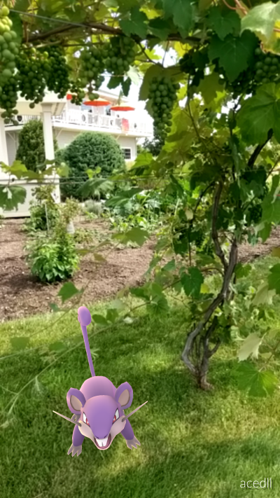 Rattata at New York Wine and Culinary Center