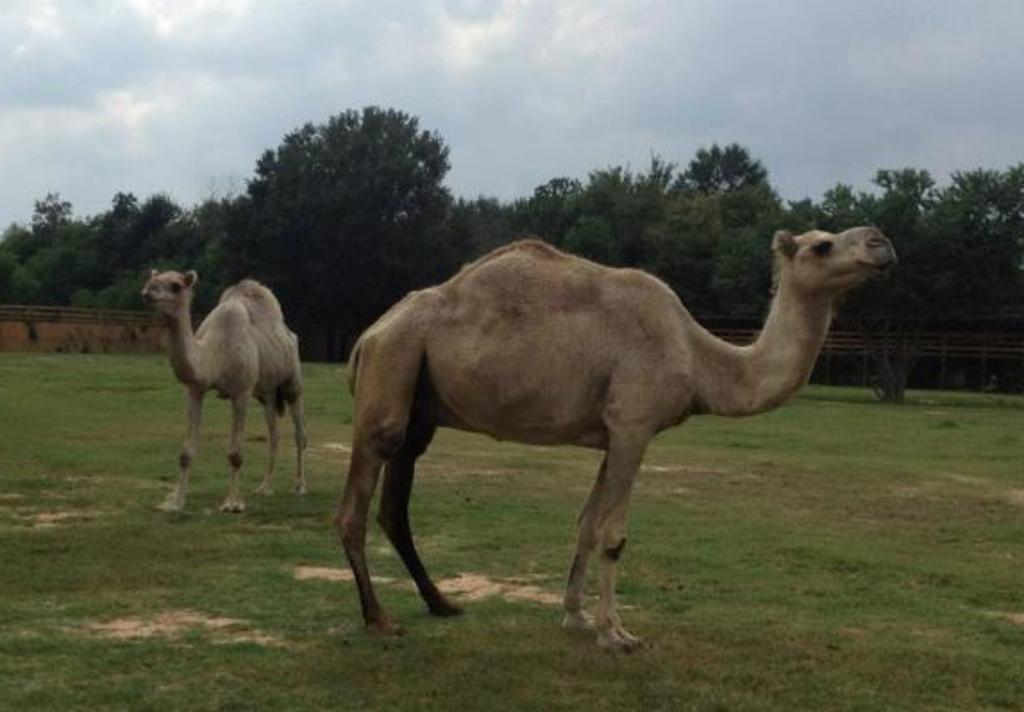camels tgr
