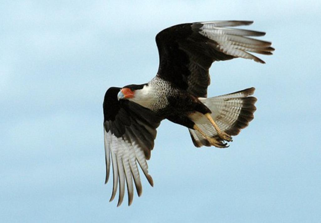 crested caracara