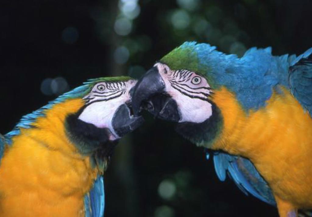 Moody Gardens - Parrots