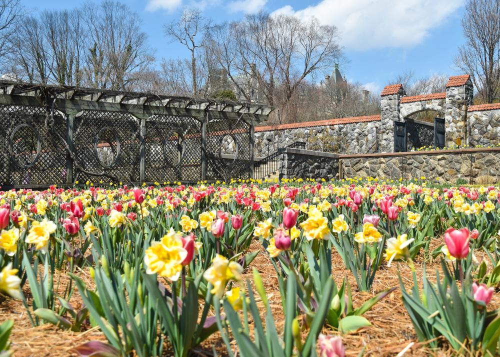 Biltmore Blooms