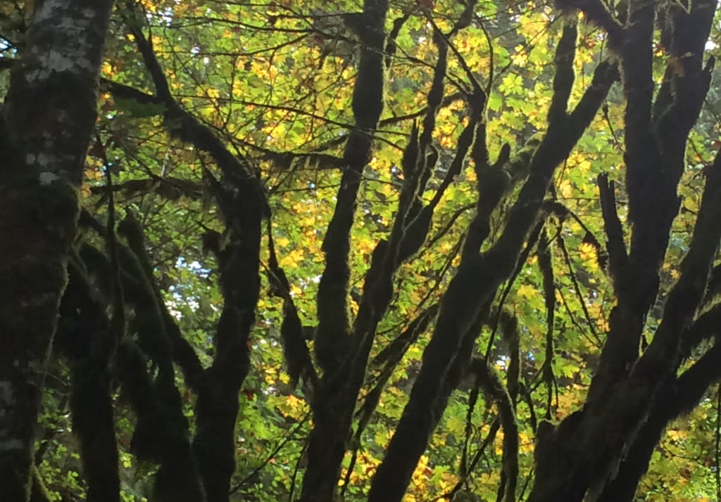 Sun glowing through yellow leaves and moss covered branches brightened our hike