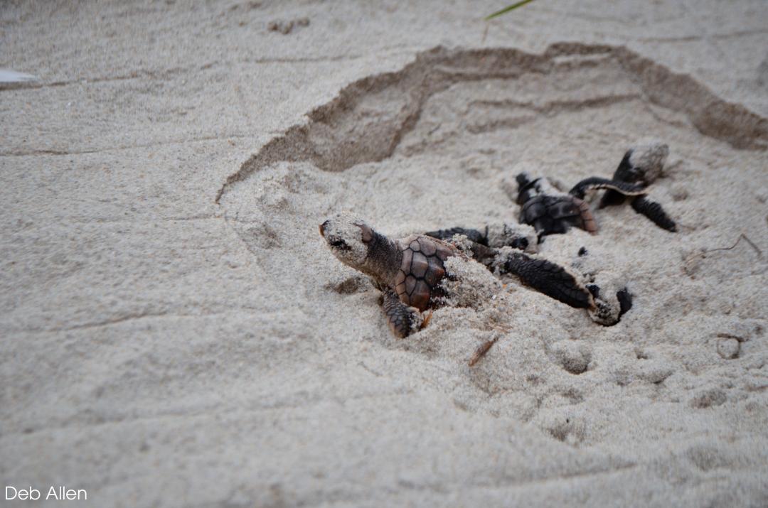 Newly-hatched baby Loggerhead Sea Turtle emerge from their nest 