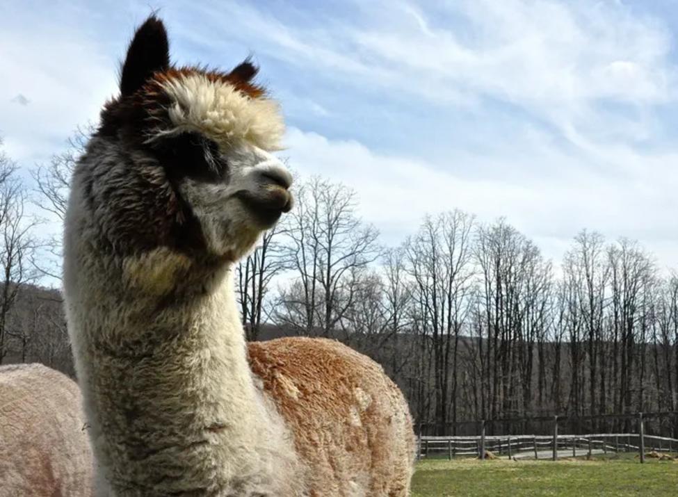 Faraway Farm Alpacas closeup