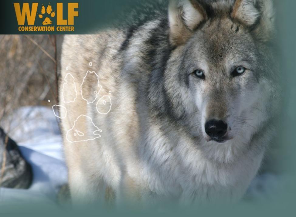 Wolf Conservation Center