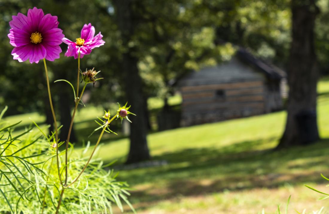 Flowers blooming at Historic Collinsville