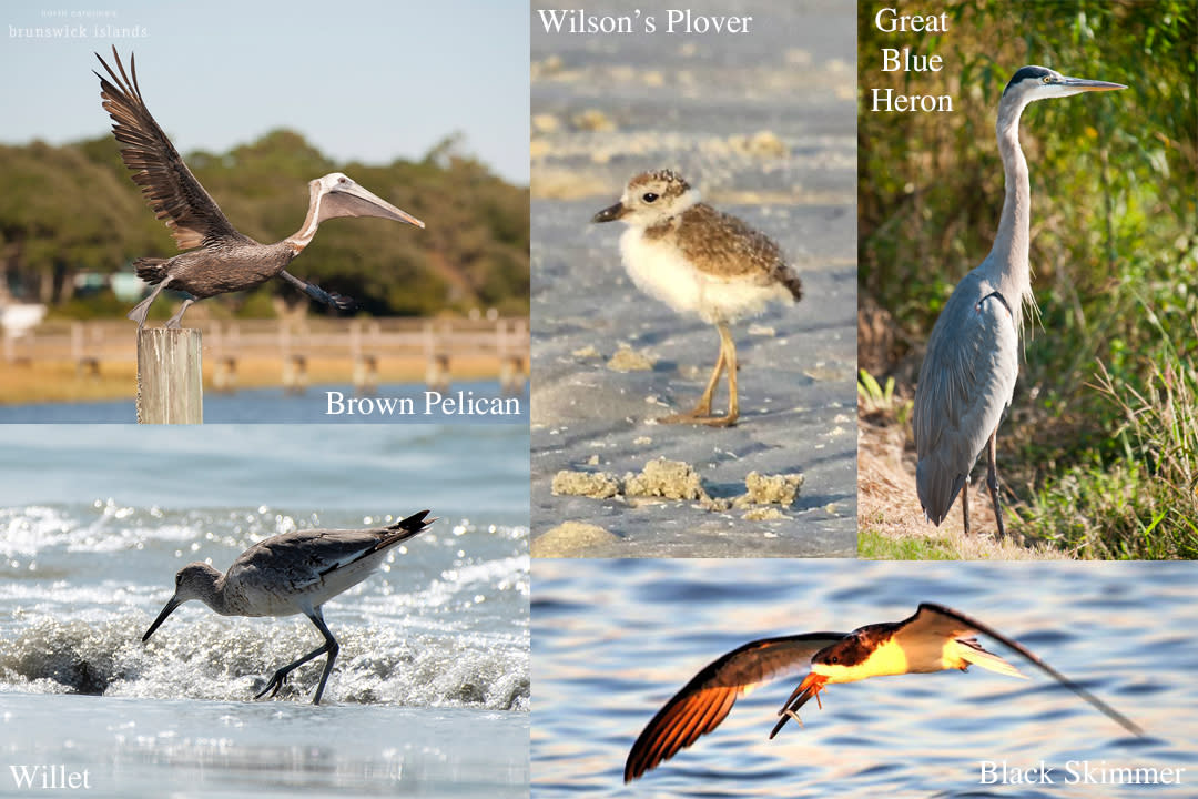 Birds of North Carolina's Brunswick Islands