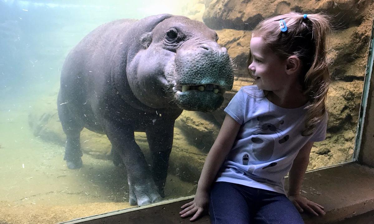 Girl and Hippo at Louisville Zoo