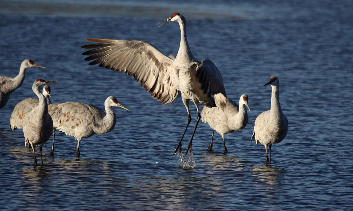 Bosque del Apache