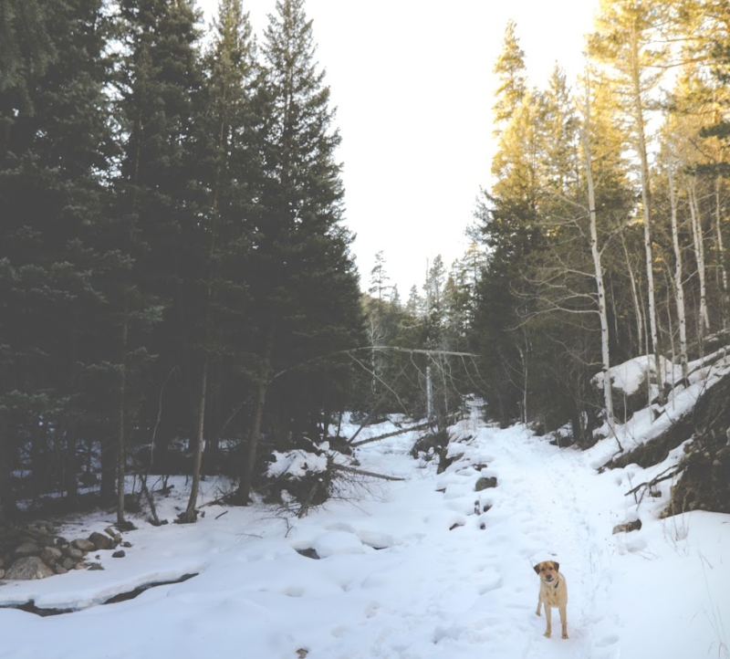 Gus on Glenhaven Trail