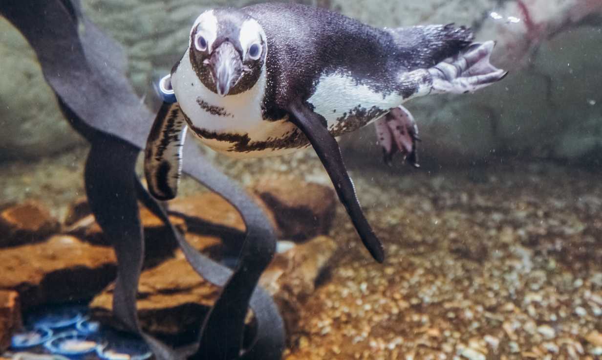 Penguin