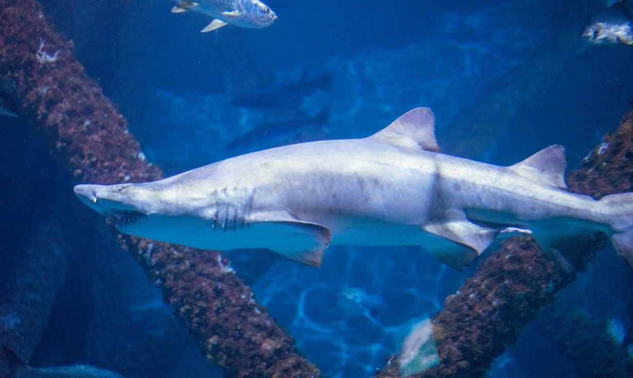 Shark