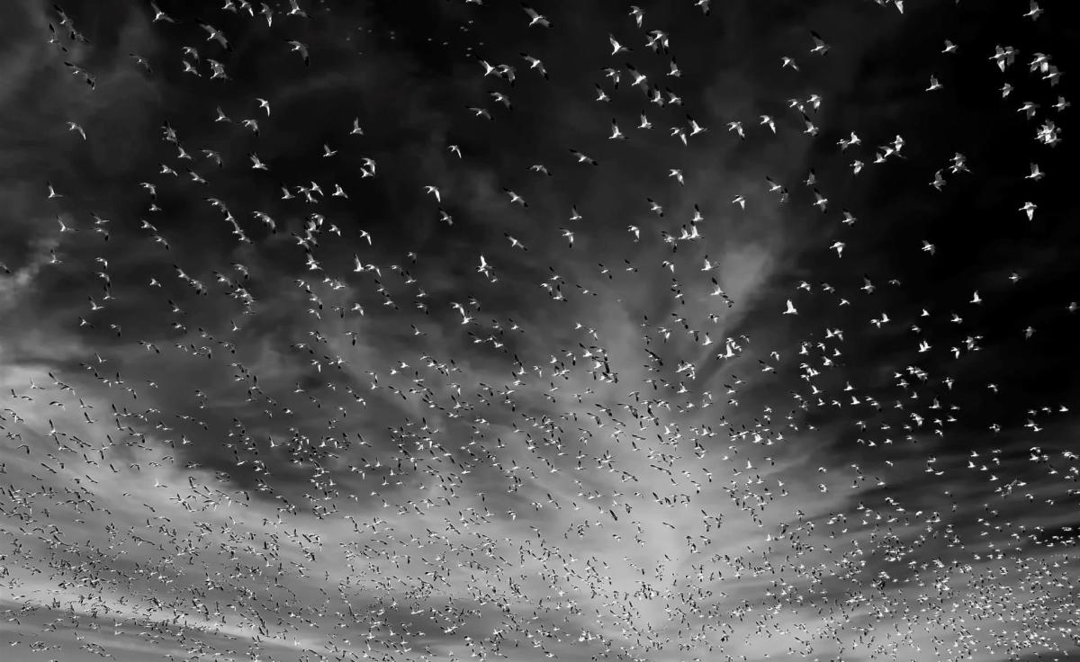 Bosque del Apache