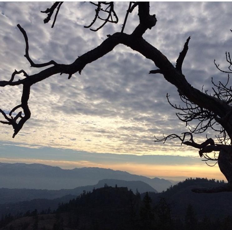 Silhouette of Tree while Hiking