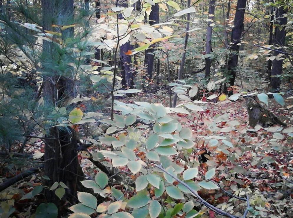 forest 2