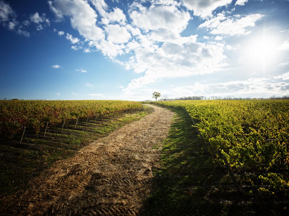 Vineyards