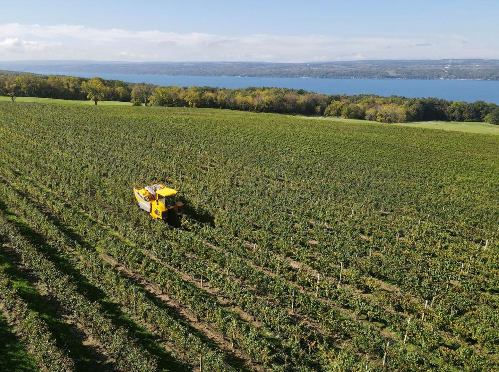 Vineyards