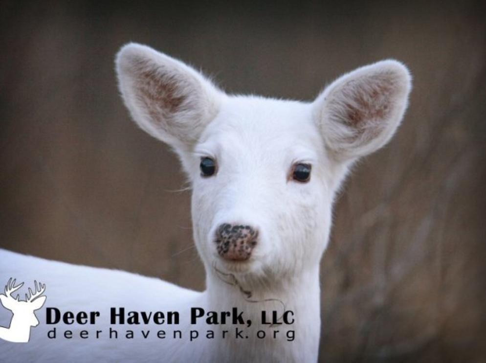 DEER HAVEN PARK