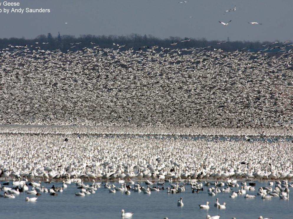 Waterfowl Migration at Montezuma