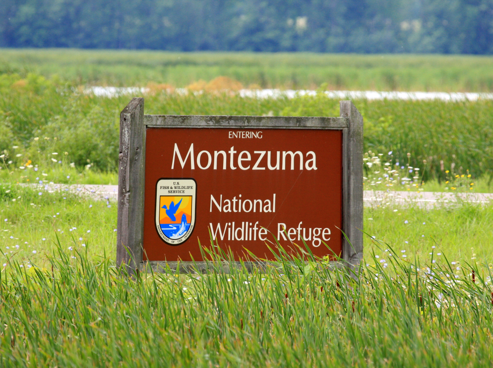 MONTEZUMA