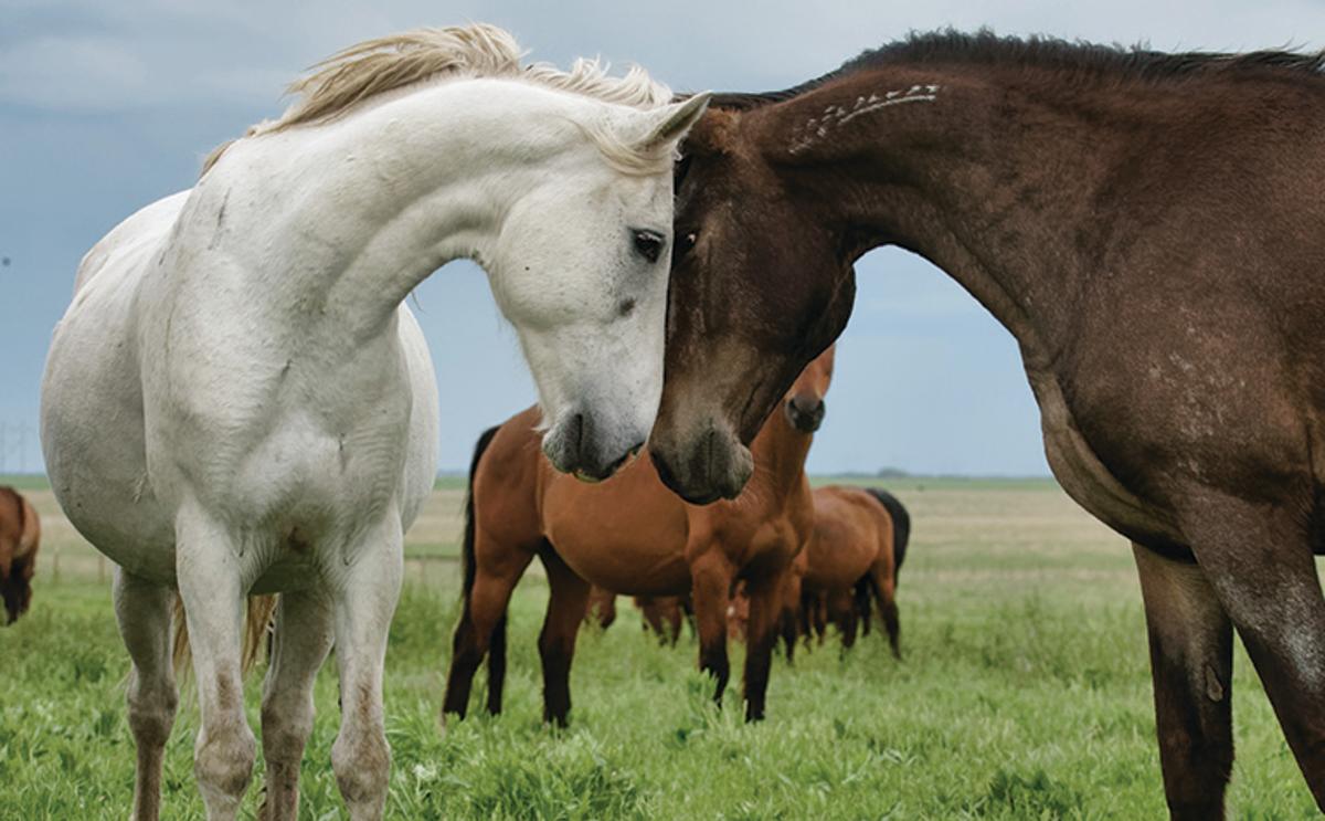 Wild_mustangs_KSM