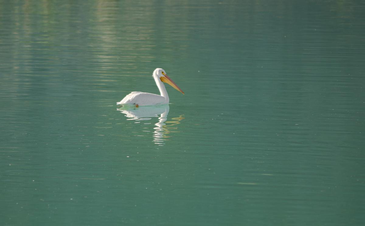 Pelican floating in the water at Lake Cahuilla Recreation Area