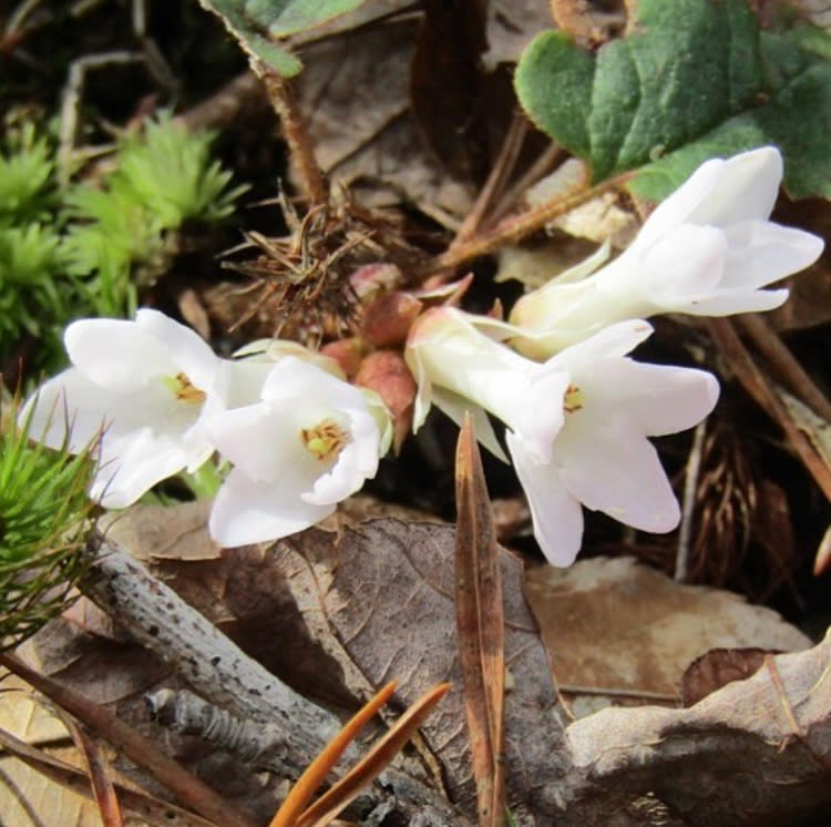 Desoto State Park Wildflower