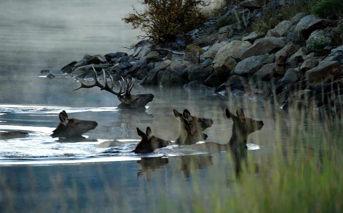 Elk Harem Lake Estes