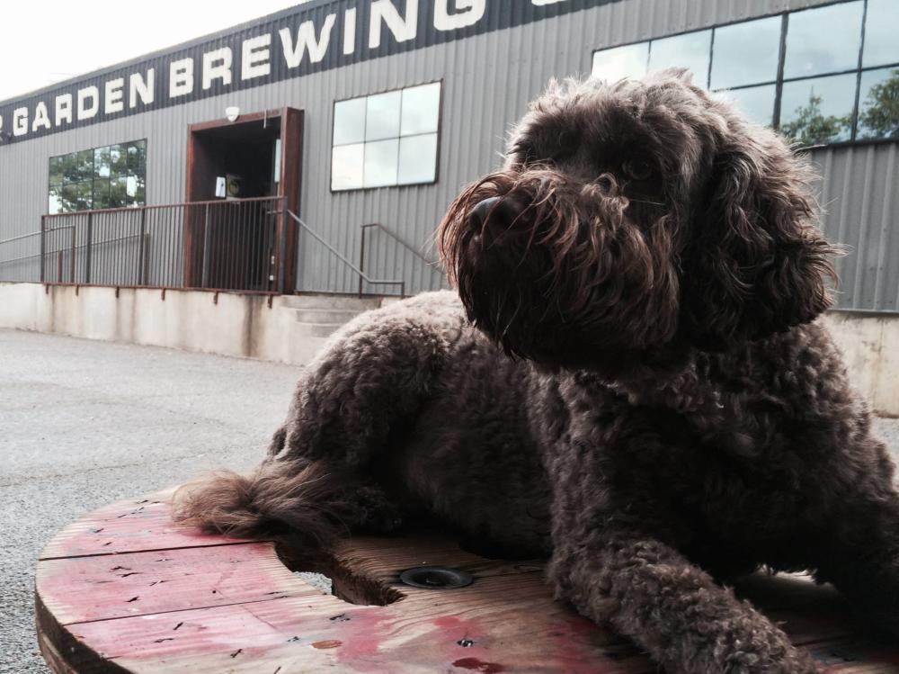 Hond op de patio bij de Austin Beer Garden Brewing Company