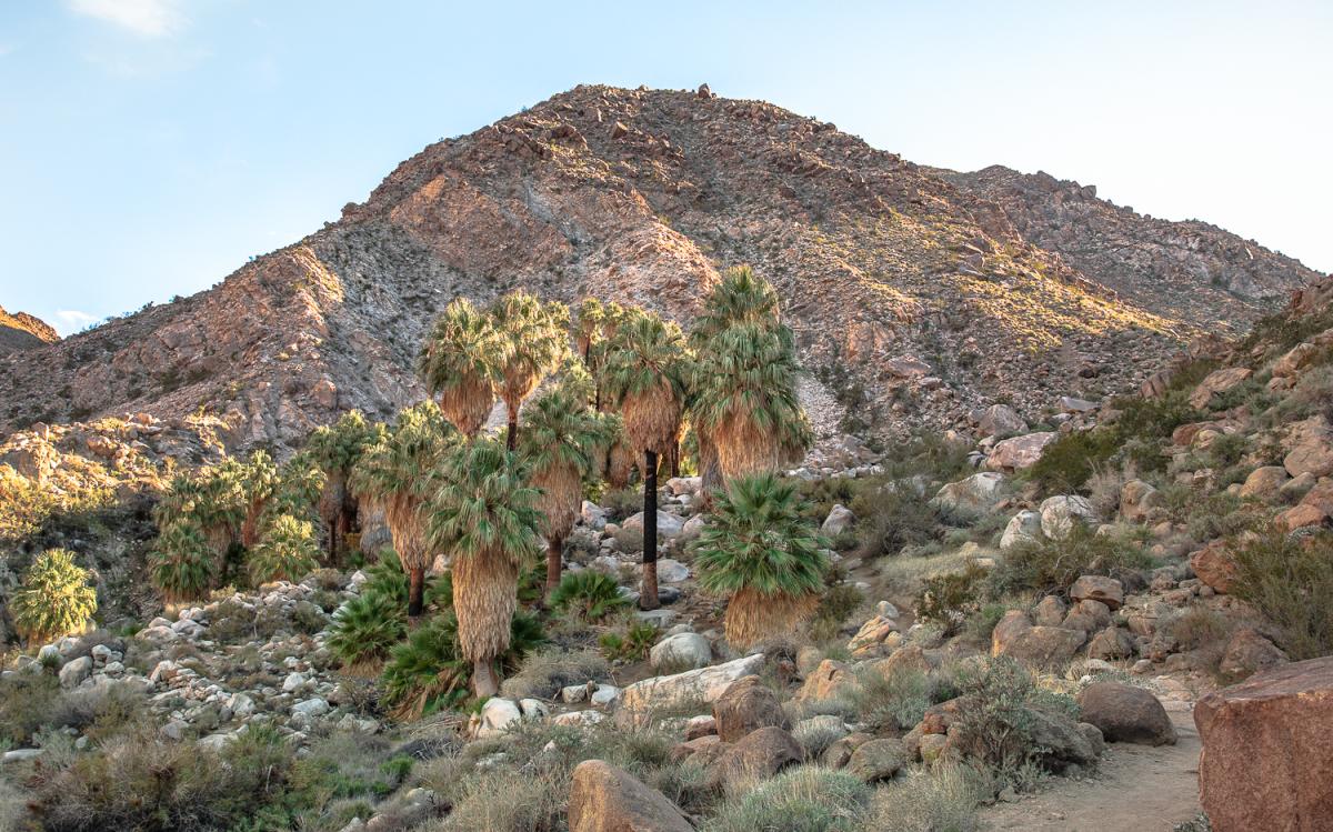 Palm tree oasis on the 49 Palms Trail in Joshua Tree National Park
