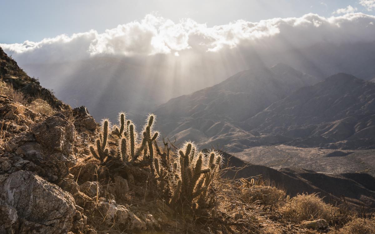Cholla and mountain views along the Murray Hill trail in Greater Palm Springs