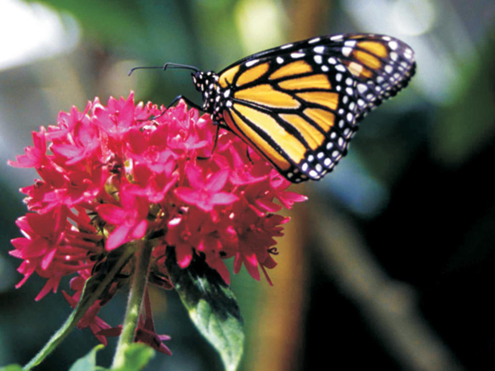 Botanical Conservatory Butterfly Exhibit