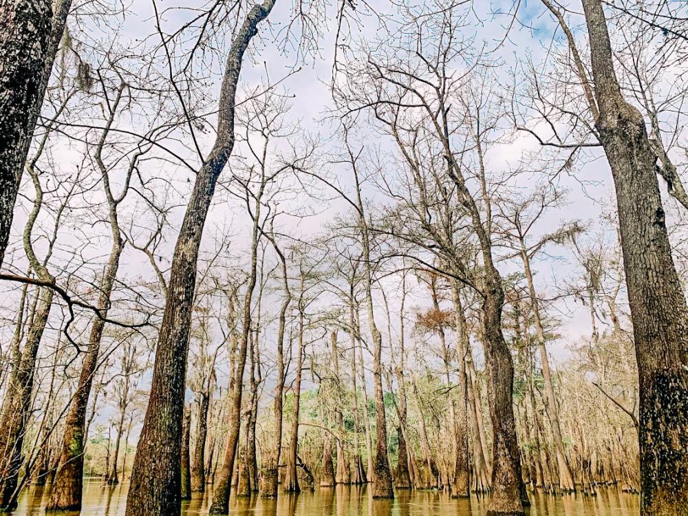 The trees at Big Thicket National Preserve captured from the water