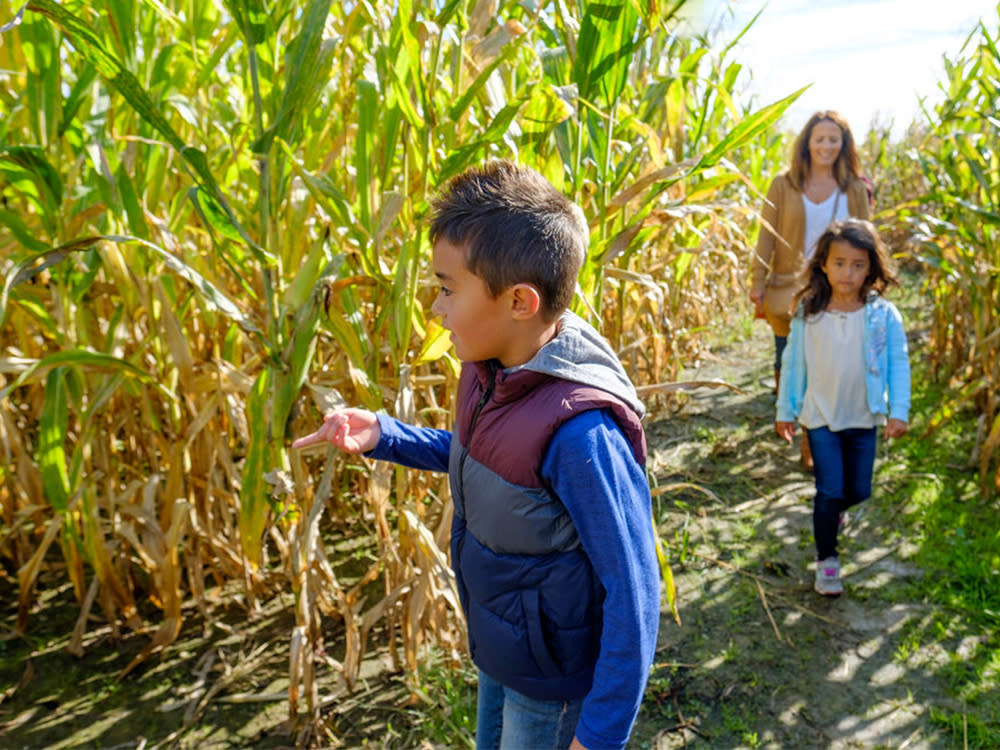 Corn Maze at Beasley's Orchard