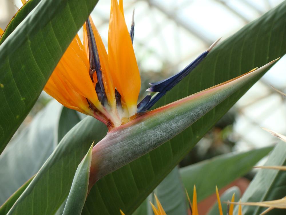 Bird of Paradise Flower at the Foellinger-Freimann Botanical Conservatory