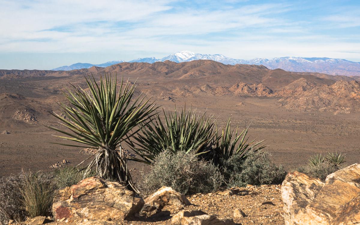 View from Ryan Mountain trail in Joshua Tree National Park