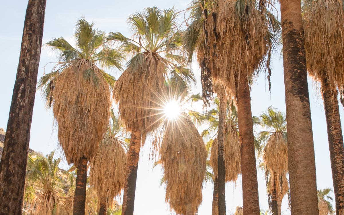 Palm trees and sunshine along the Palm Canyon Trail in Indian Canyons nature preserve
