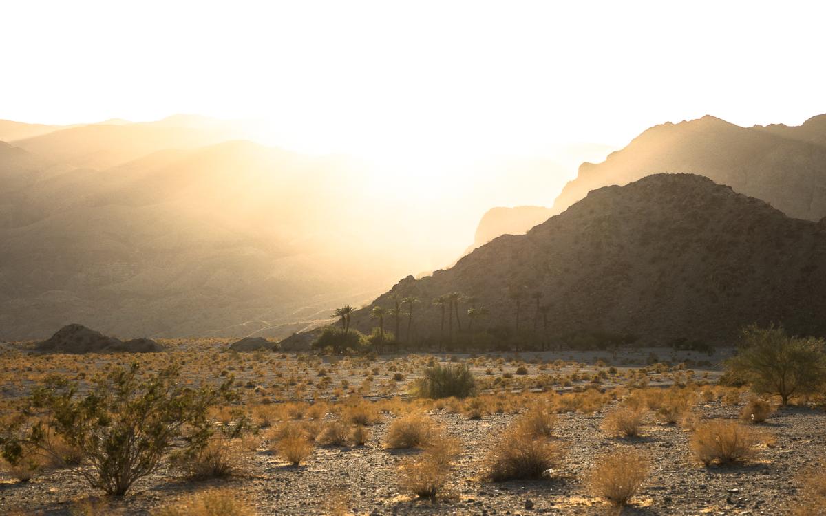 Golden light and palm trees near the Bear Creek Canyon Trail