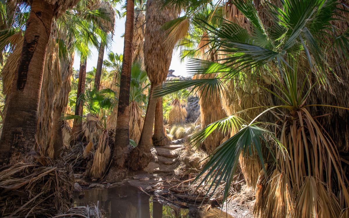 Palm trees and an oasis in the Andreas Canyon hiking trail in Indian Canyons