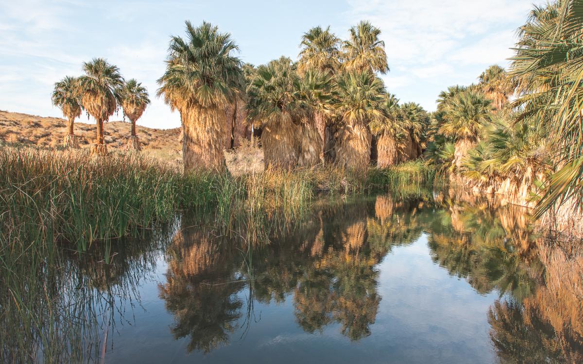 Palm trees in an oasis on the McCallum Trail in the Coachella Valley Preserve